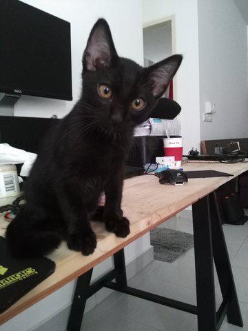 Example Pet Image